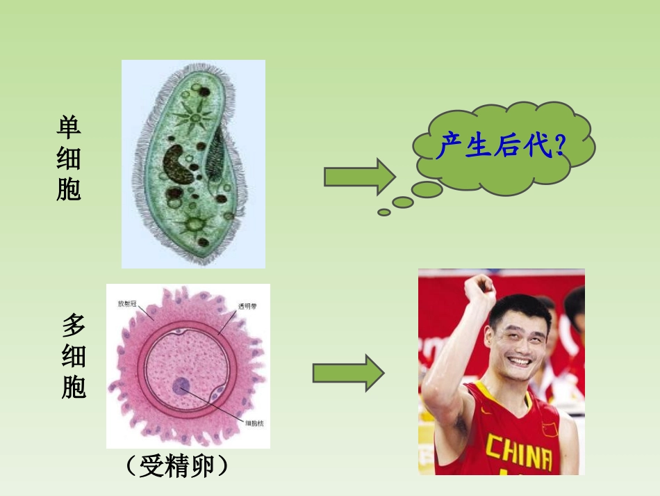 细胞的增殖课件_第2页