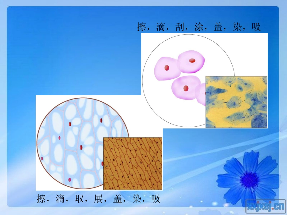 第1节生物体的基本结构_第2页