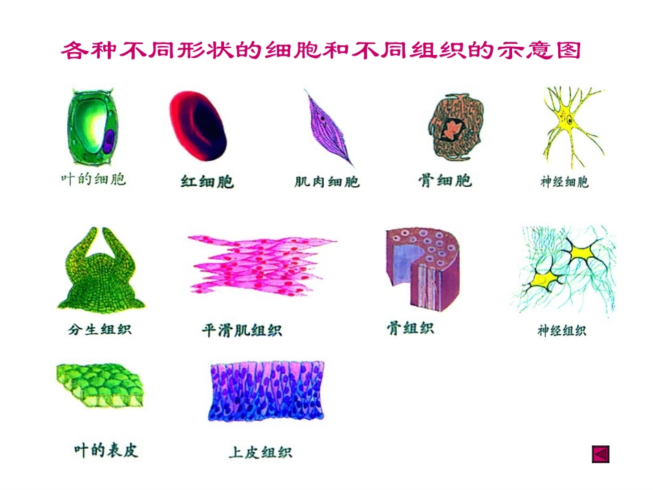 第1节生物体的基本结构_第3页