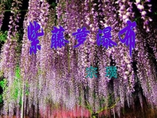 紫藤萝瀑布课件