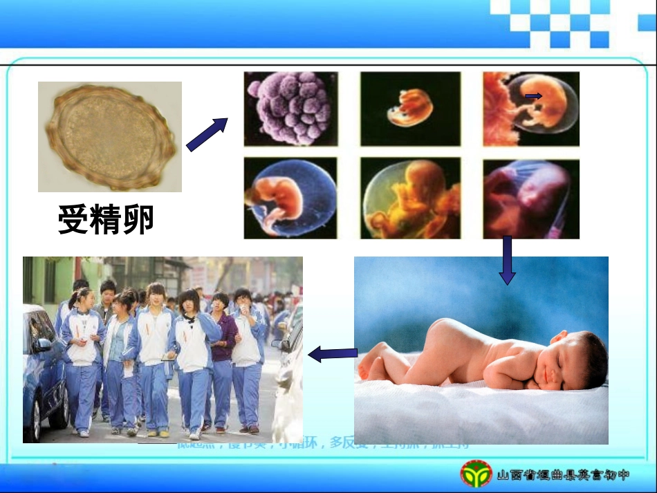 第三节细胞分裂与分化_第3页