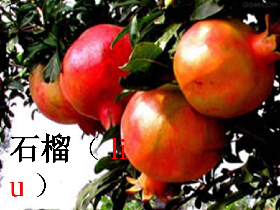 石榴-[恢复]_第1页