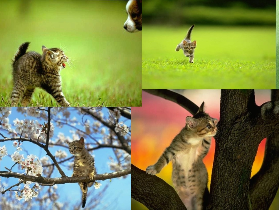 (人教版)四年级语文课件-猫教用_第2页