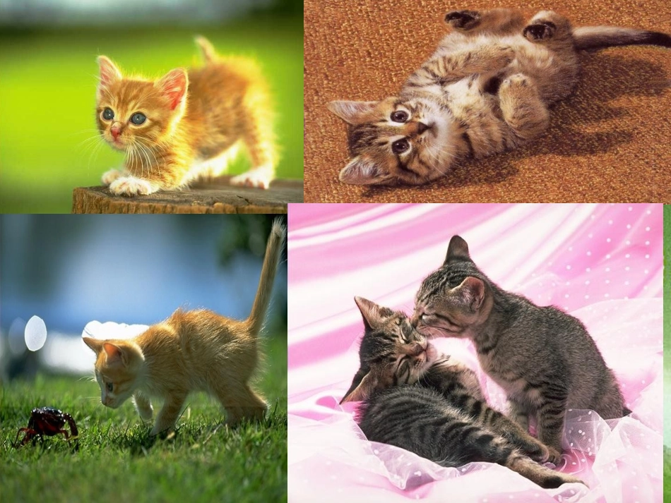 (人教版)四年级语文课件-猫教用_第3页