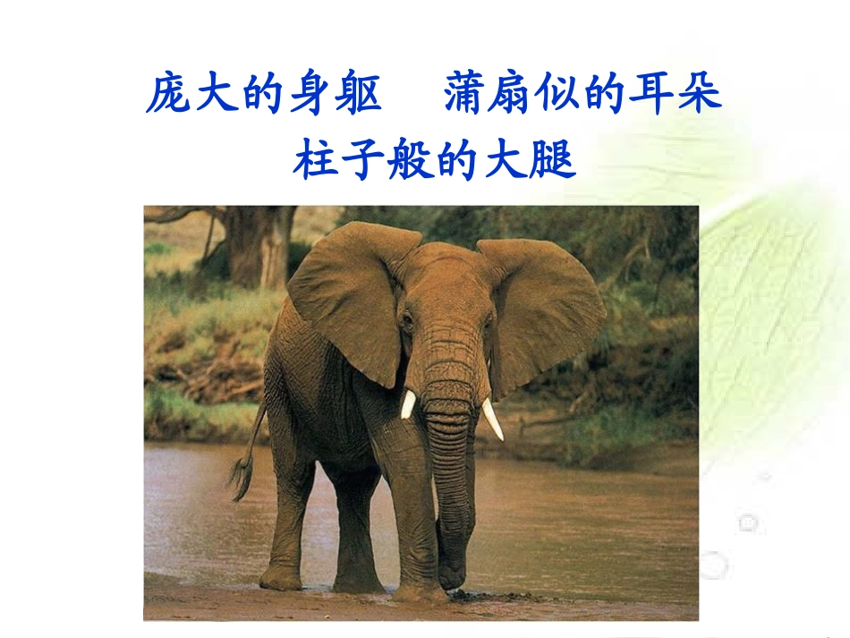 小狮子爱尔莎课件_第3页