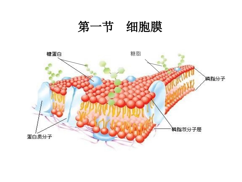 第一节细胞膜_第2页