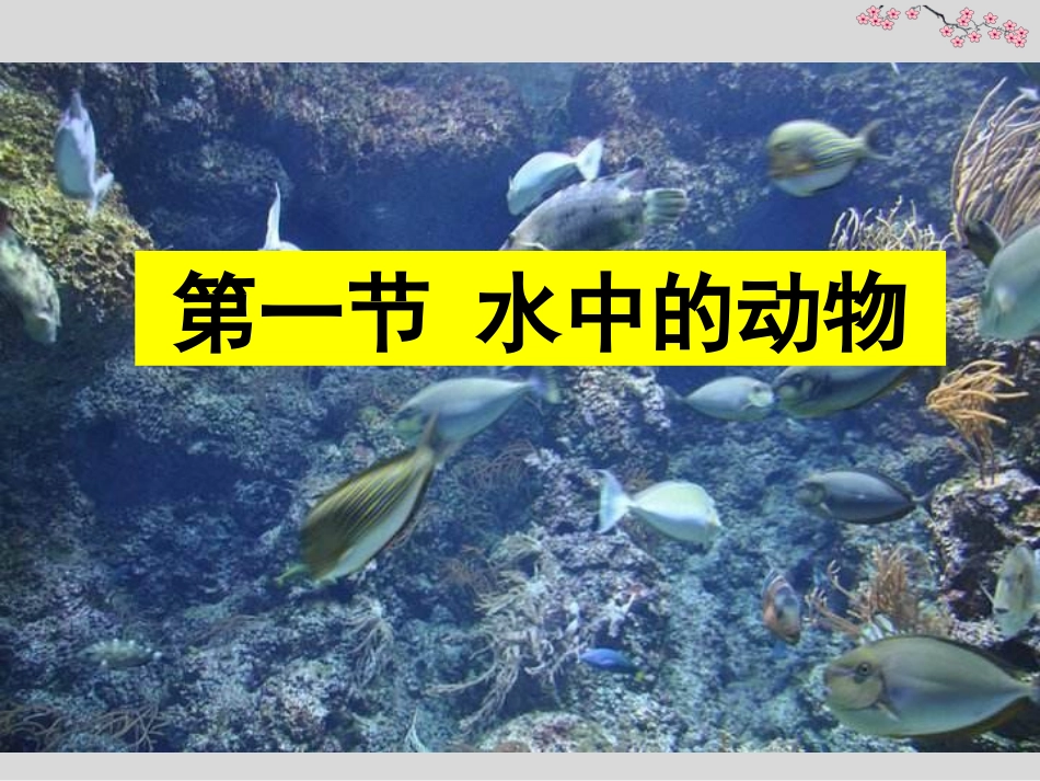 第1节水中的动物-(4)_第1页