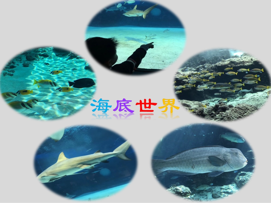 第1节水中的动物-(4)_第2页