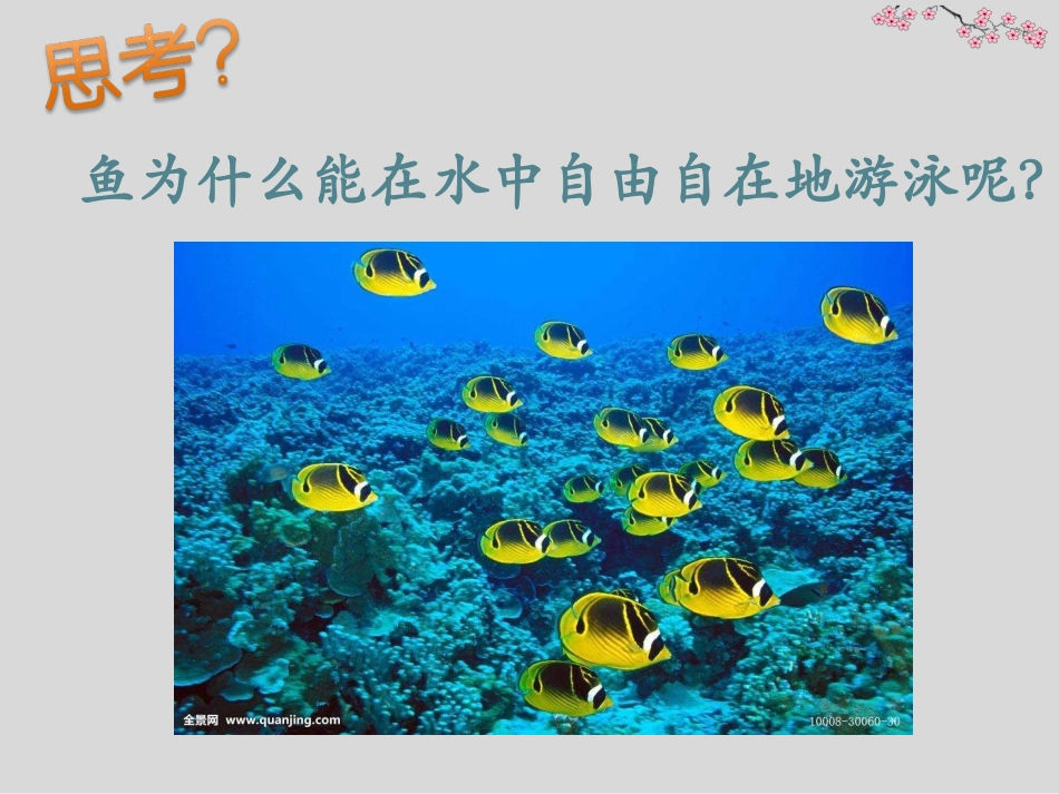 第1节水中的动物-(4)_第3页