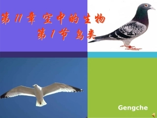 第1节鸟类-(2)