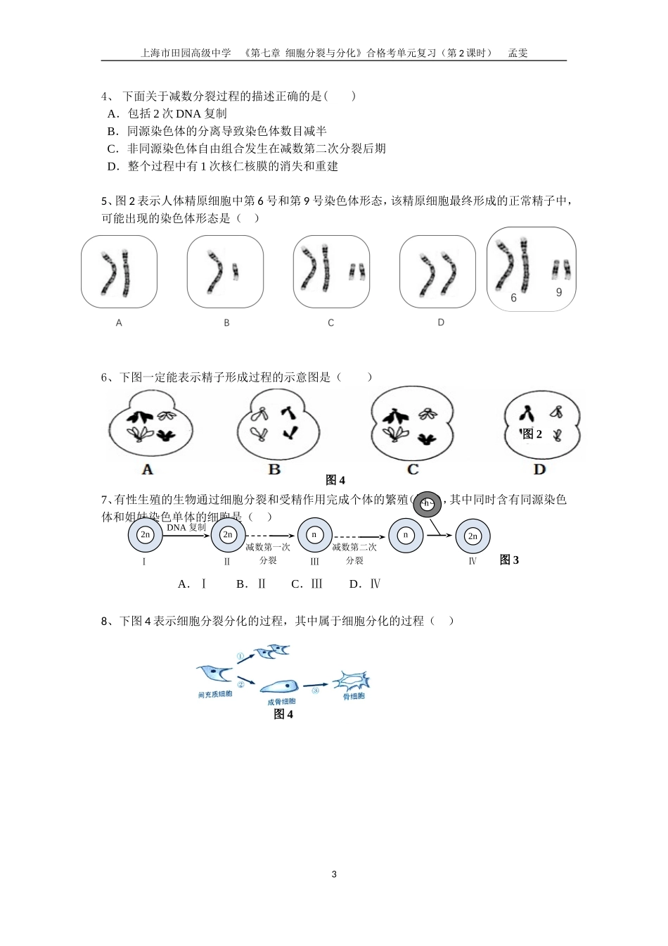 减数分裂的过程_第3页