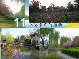 11多姿多彩的植物