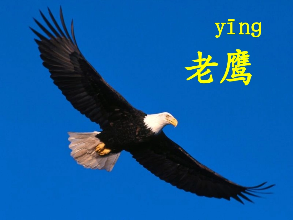 小鹰学飞-(2)_第1页