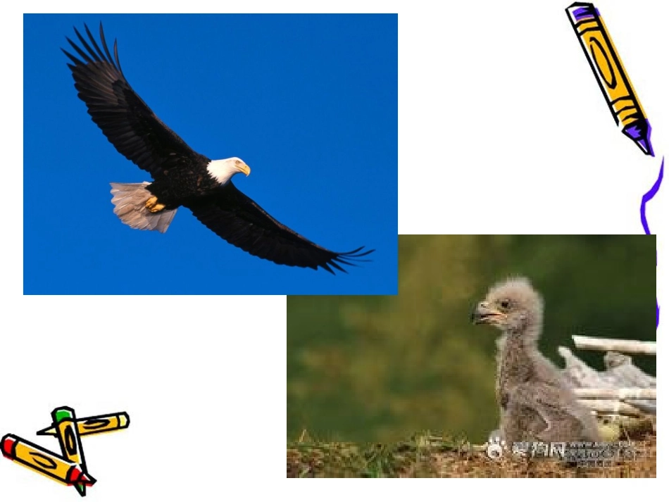 小鹰学飞-(2)_第3页