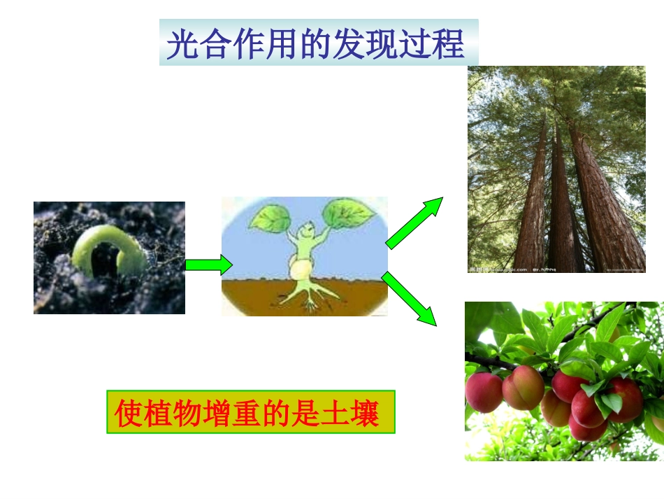 第1节植物的光合作用_第1页