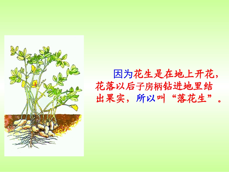 15落花生已改_第3页