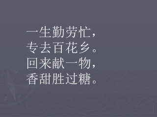 14《蜜蜂》ok课件1-(1)讲课-(1)