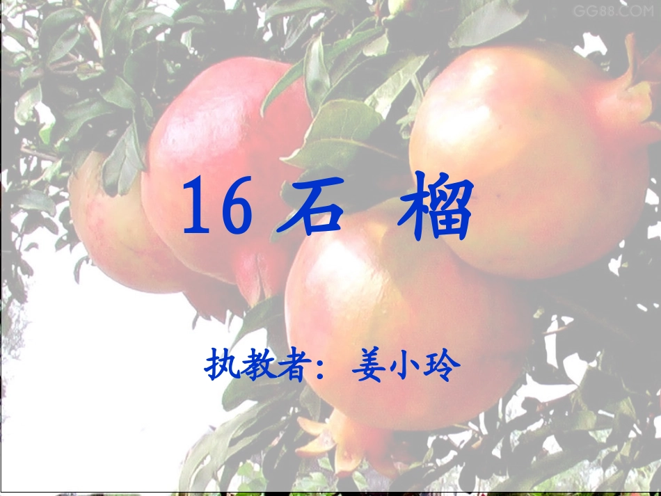 16石榴第一课时课件_第1页