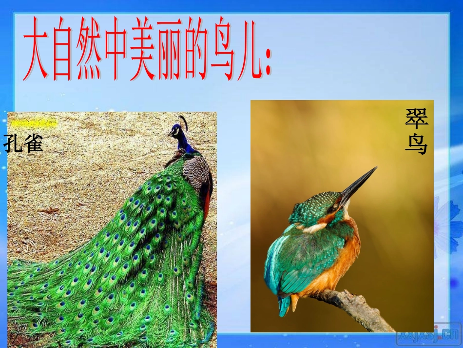 《麻雀》ppt_第2页
