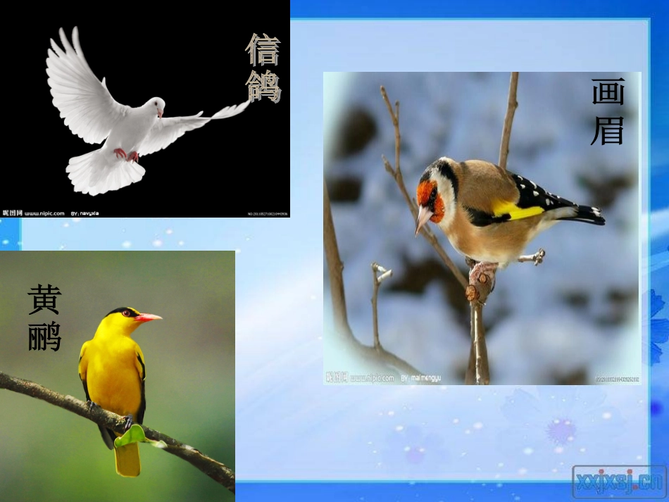 《麻雀》ppt_第3页
