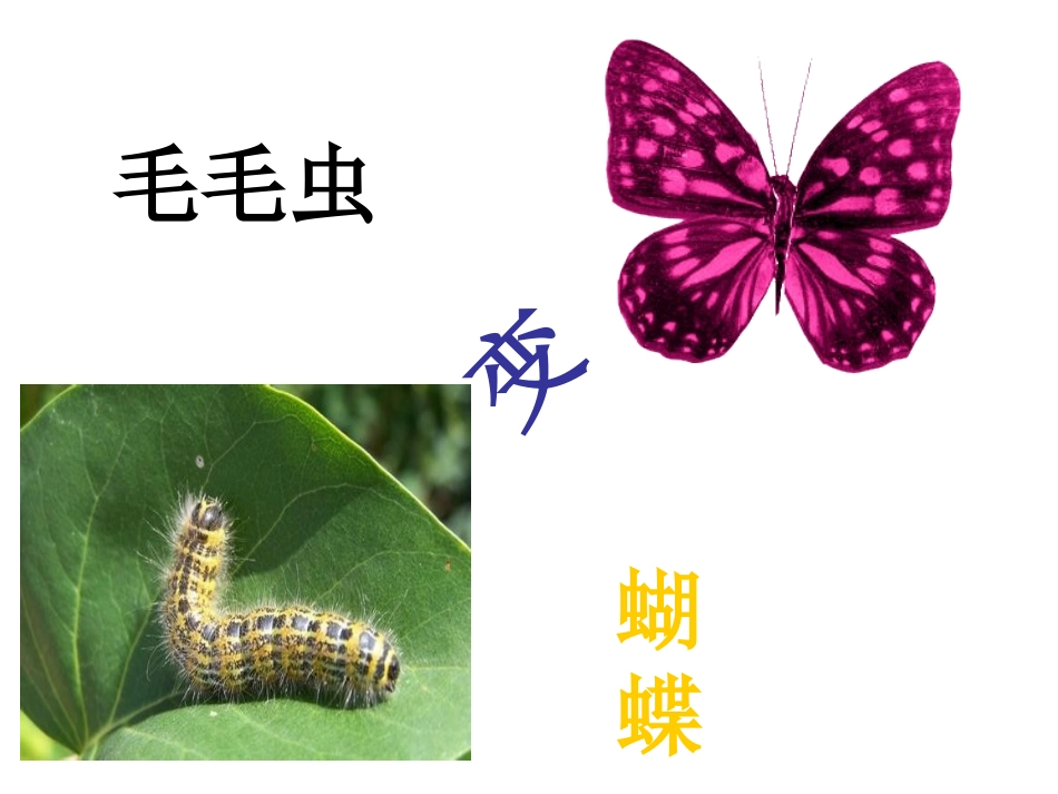 2015语文A版语文三上《毛毛虫的故事》ppt课件3_第1页