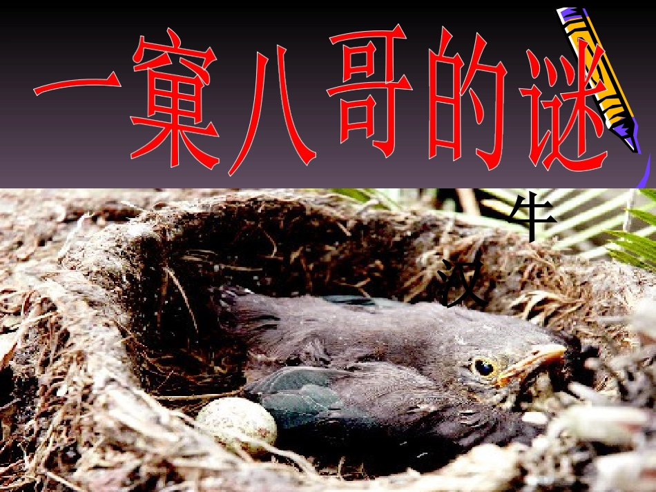 一窠八哥的迷_第3页