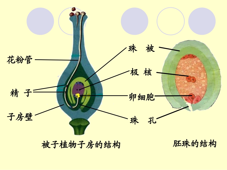 植物的个体发育_第3页
