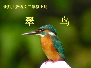翠鸟-(2)