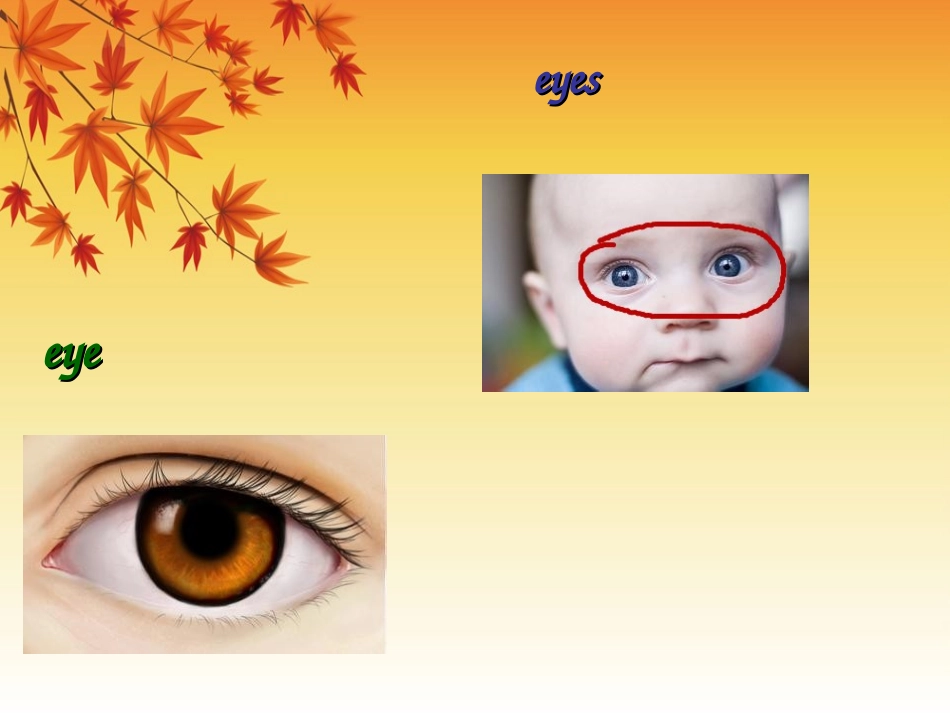 Unit-2-Lesson-9-I--See-with-My--Eyes_第2页