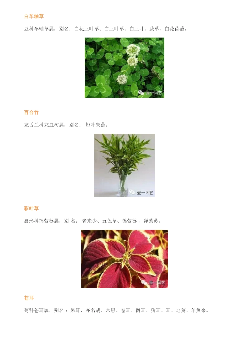常见园林植物_第2页