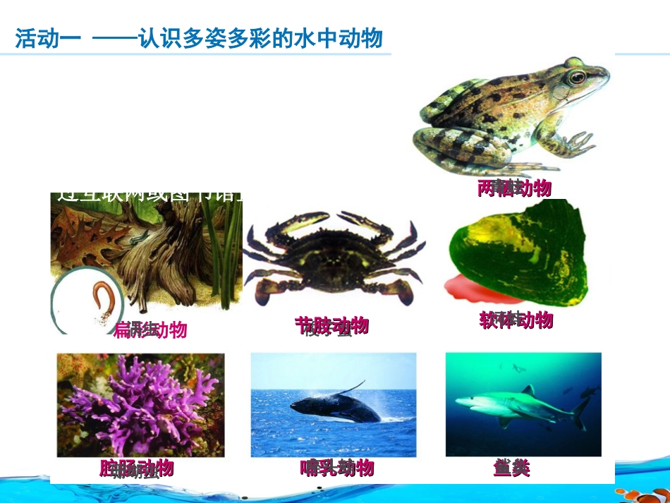 第1节水中的动物-(2)_第3页