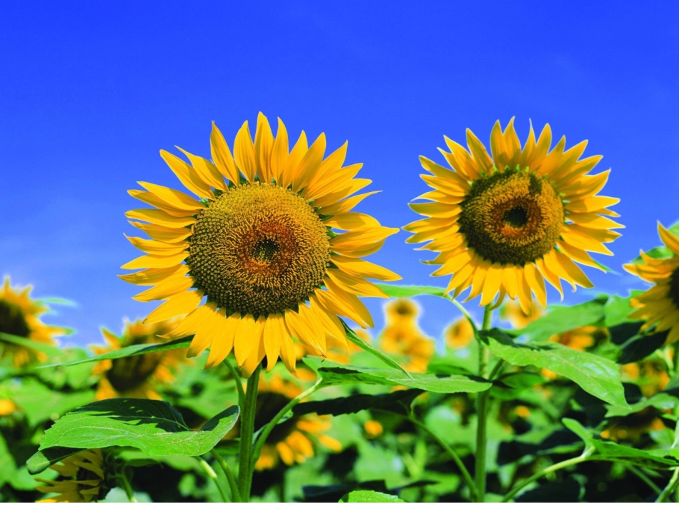 第1节地面上的植物_第2页