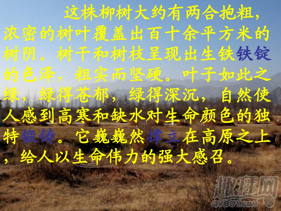 青海高原一株柳PPT_第3页