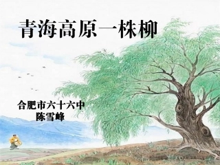 青海高原一株柳PPT