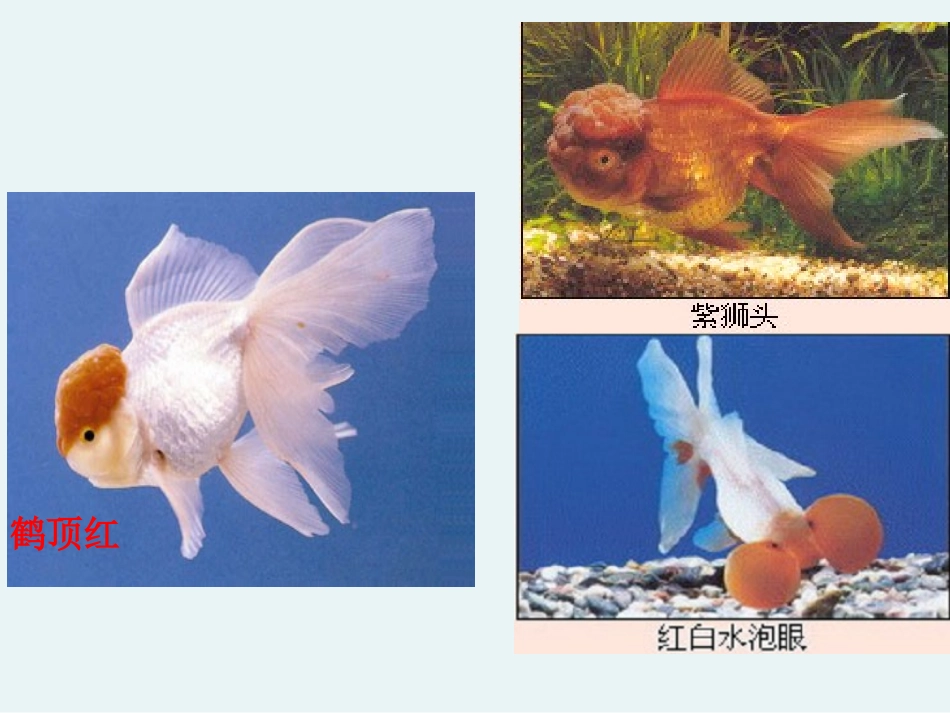 各种各样的鱼_第2页