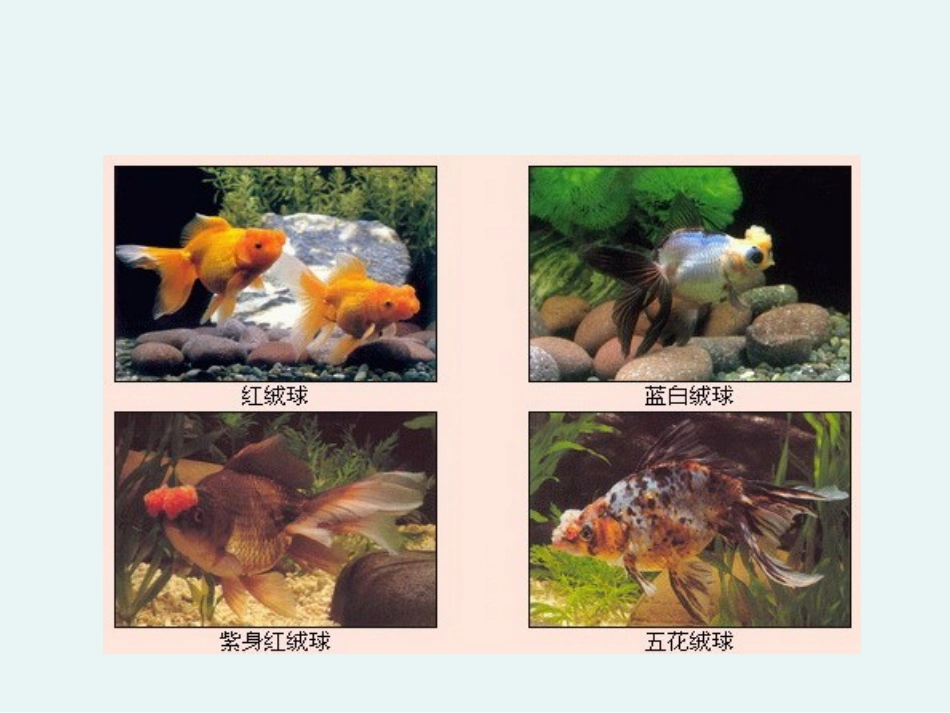 各种各样的鱼_第3页