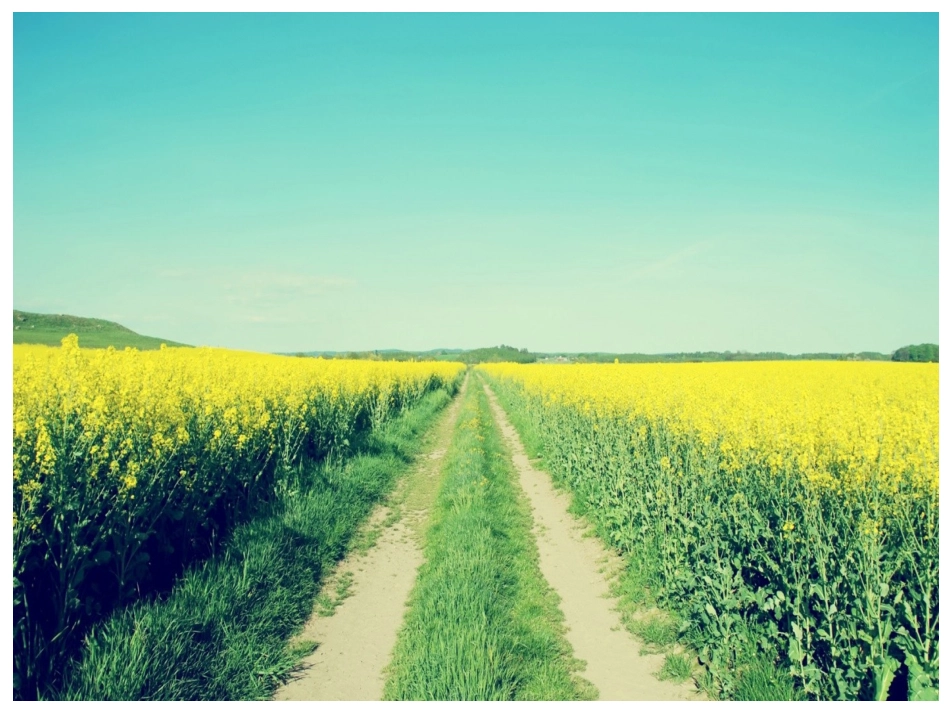 11.石壁上的九色鹿_第1页