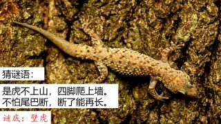 10飞檐走壁的虎将