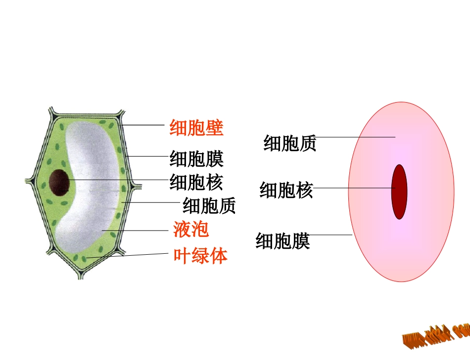细胞的生活2_第2页