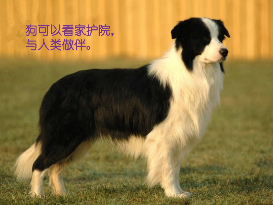 【素材】《爱护动植物》动物(鲁人版)_第1页