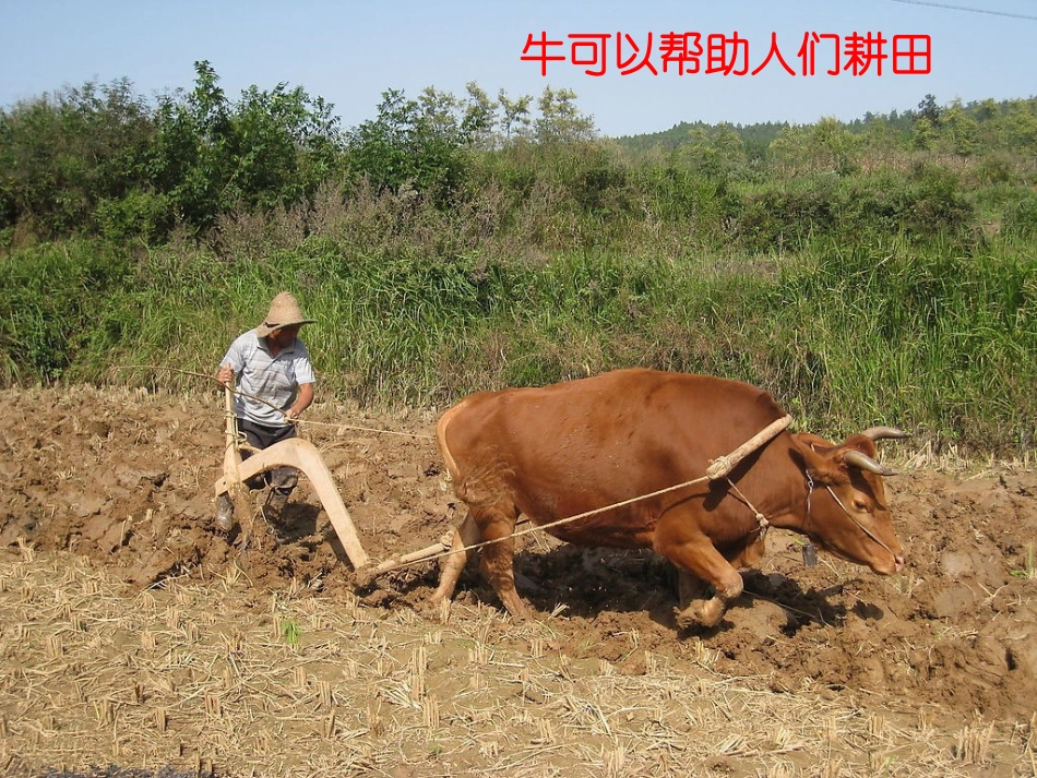 【素材】《爱护动植物》动物(鲁人版)_第3页