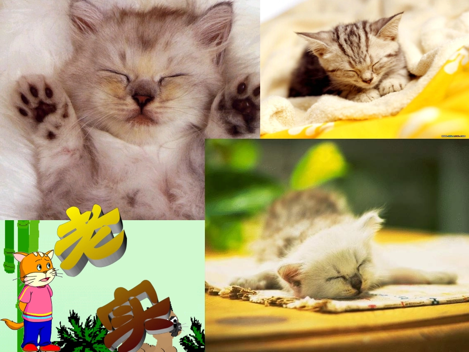 15猫-课件_第3页