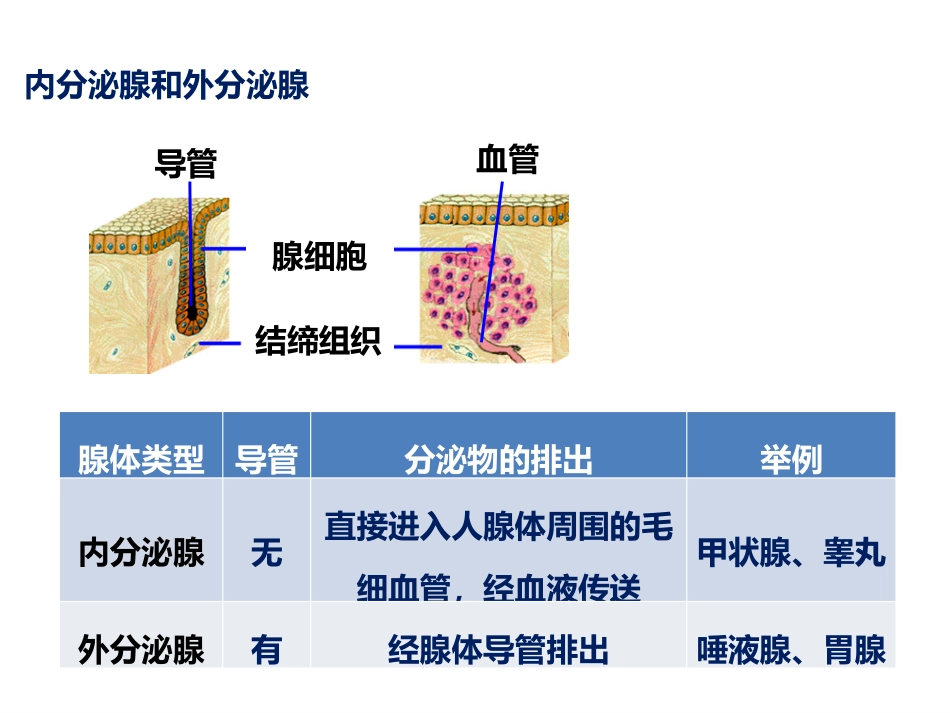 第三节人体生命活动的激素调节_第3页