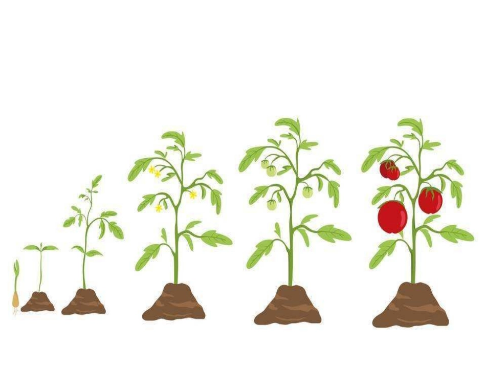 第1节细胞分化形成组织-(3)_第2页