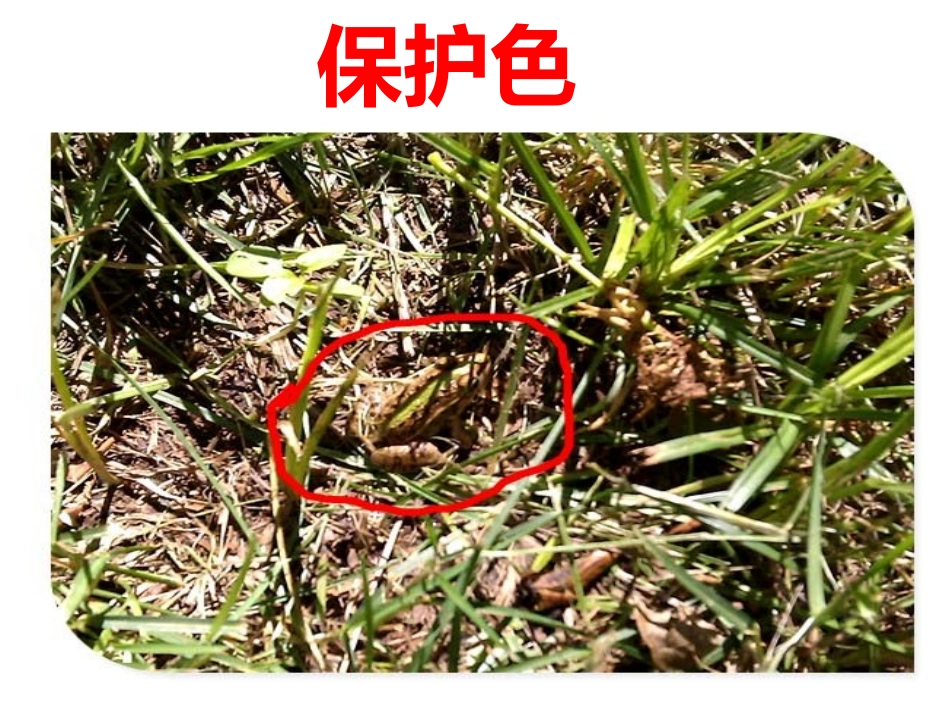 10.动物怎样保护自己_第2页