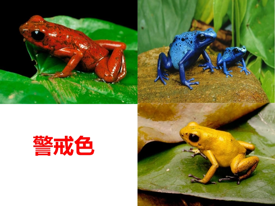 10.动物怎样保护自己_第3页