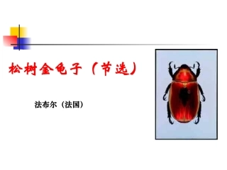 《松树金龟子》