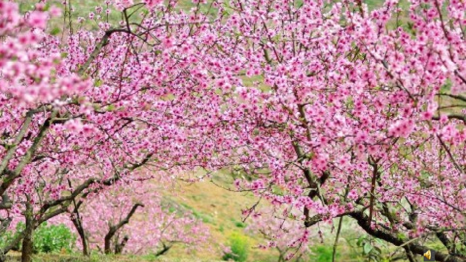 (部编)初中语文人教2011课标版七年级下册一颗小桃树PPT课件_第1页