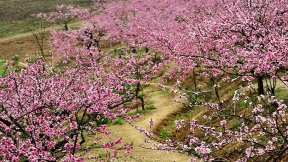 (部编)初中语文人教2011课标版七年级下册一颗小桃树PPT课件_第2页