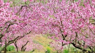 (部编)初中语文人教2011课标版七年级下册一颗小桃树PPT课件